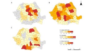 Braconajul România